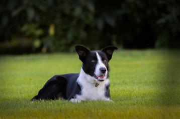 Border collie getraind  beschikbaar voor biedingen