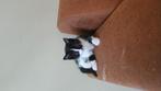 Poesje kitten  "te koop", Poes