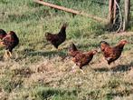 3 wyandotte hennen en 1 haan (kriel), Dieren en Toebehoren, Meerdere dieren, Kip