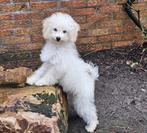 Witte toy poedel pups met fci stamboom, Dieren en Toebehoren, Honden | Chihuahua's en Gezelschapshonden, Poedel, 15 weken tot 1 jaar