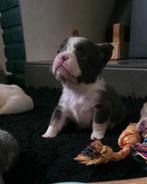 🥰Prachtige unieke combinatie x fluffy franse bulldog pups🥰, Bulldog, Meerdere, Meerdere dieren, Nederland