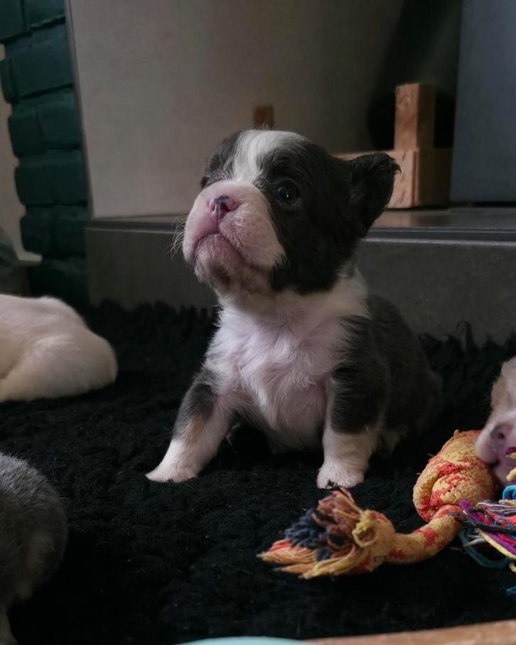 🥰Prachtige unieke combinatie x fluffy franse bulldog pups🥰, Dieren en Toebehoren, Honden | Bulldogs, Pinschers en Molossers