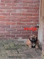 Te koop mooie kleinblijvende speelse boomer pups, Dieren en Toebehoren, Parvo, 8 tot 15 weken, Meerdere, Meerdere dieren