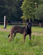 Mechelse Herder reu 12 mnd, Dieren en Toebehoren, Honden | Herdershonden en Veedrijvers, Rabiës (hondsdolheid), 15 weken tot 1 jaar