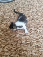 1 kitten vrouwtje, Dieren en Toebehoren, Poes, Ontwormd
