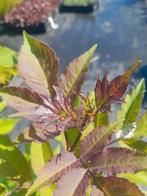 Flierstruik Sambucus Nigra - 150cm - Eetbare Bessen!, Ophalen