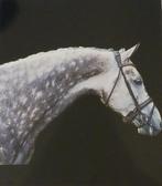 Super mooie hannoveraanse ruin, Ruin, Dressuurpaard, Ontwormd