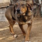 GaGa Animal Care - DELON (kan naar NL komen), Dieren en Toebehoren, Honden | Niet-rashonden, Particulier, Rabiës (hondsdolheid)