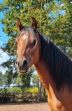 Schitterende Welsh pony, Dieren en Toebehoren, Pony's, Gechipt, Ruin, 3 tot 6 jaar, C pony (1.27m tot 1.37m)