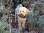 Australian labradoodle alf1, Reu, CDV (hondenziekte), 1 tot 2 jaar, Eén hond