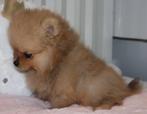 Mini Pomeranian Teefje Geboren in Nederland, Dieren en Toebehoren, Nederland, 8 tot 15 weken, Teef, Meerdere