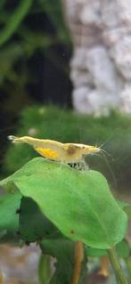 zwangere garnalen, neocaridina, Ophalen of Verzenden, Nieuw, Overige typen