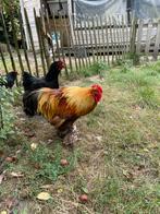 Groothoen cochiin haan blauwgoudpatrijs, Dieren en Toebehoren, Mannelijk, Kip