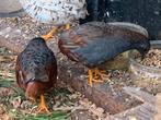 Chinese kwartel hanen natuurbroed, Dieren en Toebehoren, Vogels | Overige Vogels, Mannelijk, Tropenvogel