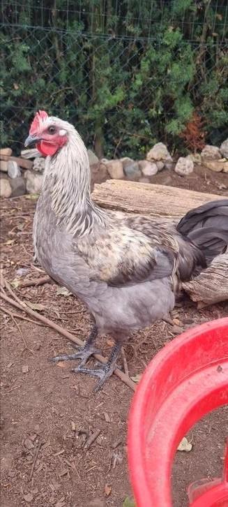 Groenlegger haan, Dieren en Toebehoren, Pluimvee, Kip, Mannelijk