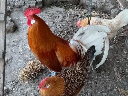 Broedeieren Friese legkip, Dieren en Toebehoren, Pluimvee, Kip, Geslacht onbekend