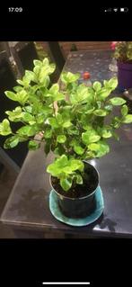 Japanse Azalea roze bloemen vaste plant, Tuin en Terras, Planten | Tuinplanten, Ophalen of Verzenden, Overige soorten, Volle zon