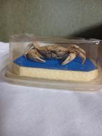 Opgezette krab, Ophalen of Verzenden, Gebruikt, Overige soorten, Opgezet dier