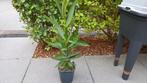 Oleander, Tuin en Terras, Planten | Tuinplanten, Volle zon, Vaste plant, Zomer, Ophalen