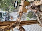 Jonge grasparkieten, Meerdere dieren, Parkiet