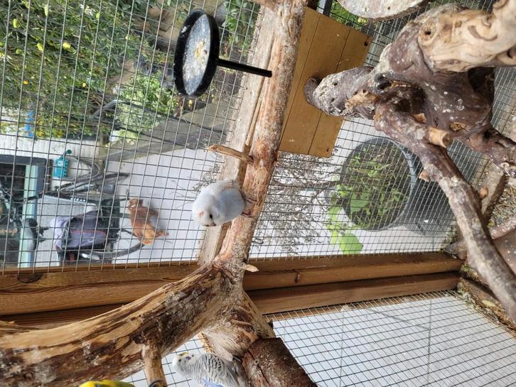 Jonge grasparkieten, Dieren en Toebehoren, Vogels | Parkieten en Papegaaien, Parkiet, Meerdere dieren