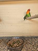 Fisheris jong  en overjarig  15 euro, Dieren en Toebehoren, Vogels | Overige Vogels, Meerdere dieren