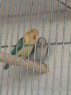Jonge dwergpapegaaien, Dieren en Toebehoren, Vogels | Parkieten en Papegaaien, Meerdere dieren, Parkiet