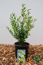 Ilex maximowicziana kanehirae Japanse hulst Haag wintergroen, Ophalen of Verzenden, Hulst, Minder dan 100 cm