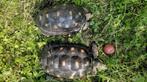 Kolenbranderschildpad  Chelonoides Carbonarius, Dieren en Toebehoren, Reptielen en Amfibieën, Schildpad, 11 jaar of ouder