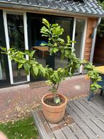 Citroenboom met vruchten eetbare citroenen, Tuin en Terras, Planten | Bomen, Ophalen, Volle zon, Overige soorten
