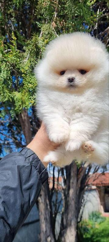 Mini Pomeriaan pup