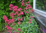 Rode Valeriaan / Centranthus ruber ‘Coccineus’ – Spoorbloem, Volle zon, Vaste plant, Zomer, Ophalen