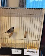 Ceresamadines mannen, Dieren en Toebehoren, Vogels | Overige Vogels, Mannelijk