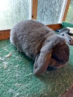 Hangoor dwerg ram, Dieren en Toebehoren, Konijnen, Mannelijk, Dwerg, Hangoor