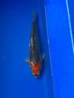 Tancho Goshiki, Dieren en Toebehoren, Vissen | Vijvervissen, Karper of Koi