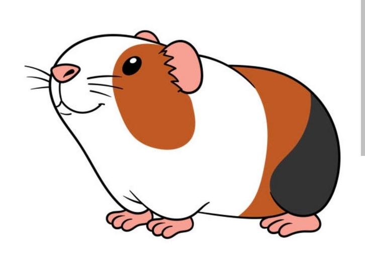 Cavia zeugjes gezocht, Dieren en Toebehoren, Knaagdieren, Vrouwelijk, Cavia, Oktober, Tam