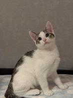 "Lieve kittens van 3 maanden zoeken een warm thuis", Poes, 0 tot 2 jaar