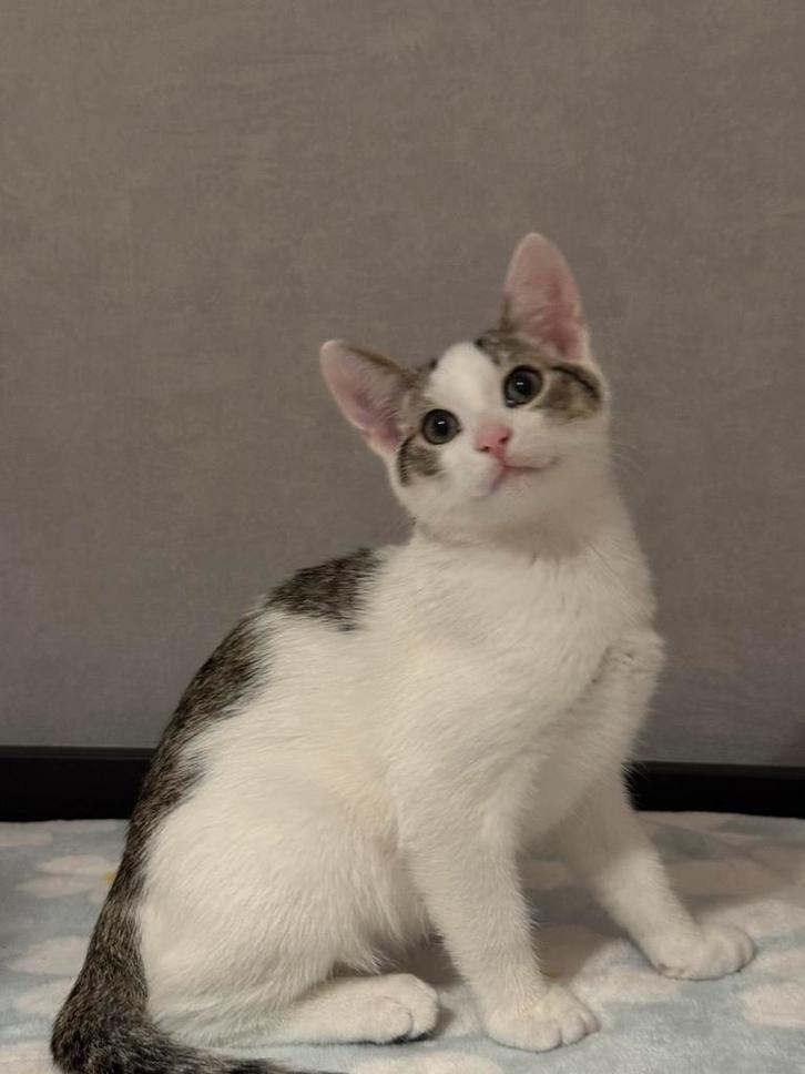 "Lieve kittens van 3 maanden zoeken een warm thuis", Dieren en Toebehoren, Katten en Kittens | Overige Katten, Poes, 0 tot 2 jaar