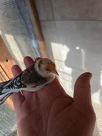 Te koop Major Putters alles moet en gaat weg., Dieren en Toebehoren, Vogels | Overige Vogels, Meerdere dieren, Wildzangvogel