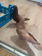 Duif, Ophalen of Verzenden, Zo goed als nieuw