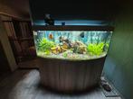 Juwel 450 rio  compleet, Dieren en Toebehoren, Vissen | Aquaria en Toebehoren, Ophalen of Verzenden, Zo goed als nieuw, Gevuld zoetwateraquarium