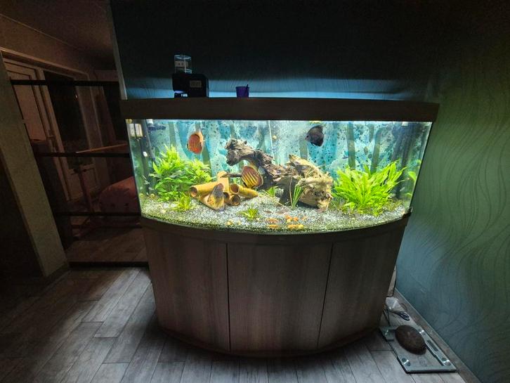 Juwel 450 vision  compleet, Dieren en Toebehoren, Vissen | Aquaria en Toebehoren, Zo goed als nieuw, Gevuld zoetwateraquarium