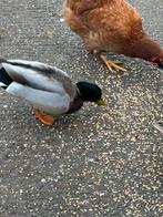 Kwakers, Dieren en Toebehoren, Pluimvee, Eend, Meerdere dieren