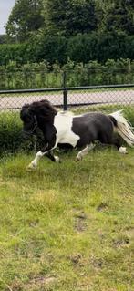 Mini shetlander hengst / dekhengst ter dekking of te koop, Dieren en Toebehoren, Stalling en Weidegang, Weidegang
