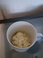 Melkkefir korrels probiotica biologisch, Ophalen of Verzenden