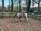 Gezocht: stalling rondom Helmond voor ruin, Weidegang, 1 paard of pony