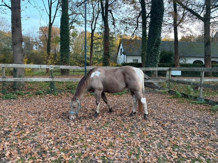 Gezocht: stalling rondom Helmond voor ruin, Dieren en Toebehoren, Stalling en Weidegang, Stalling, Weidegang, 1 paard of pony