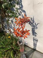 ZIJDE TAK ORANJEBRUIN 88 CM PEPPERBERRY NIEUW, Huis en Inrichting, Woonaccessoires | Kunstplanten en Kunstbloemen, Binnen, -, Colmore