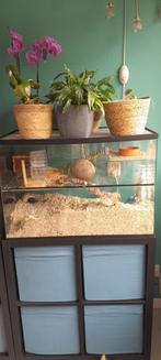 Glazen terrarium, Dieren en Toebehoren, Knaagdieren en Konijnen | Hokken en Kooien, Zo goed als nieuw, Hok, Ophalen, Minder dan 60 cm