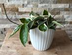 Hoya plant in pot, Huis en Inrichting, Kamerplanten, Overige soorten, In pot, Minder dan 100 cm, Bloeiende kamerplant